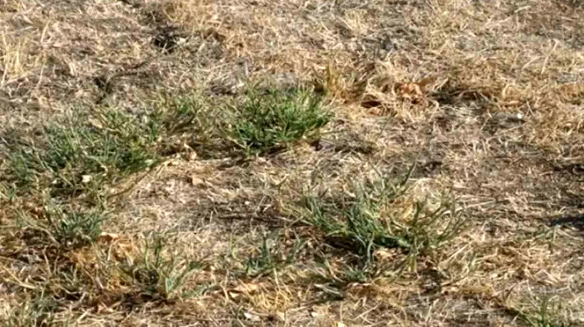 TEST: Iluzie optică virală | Găsiți șarpele ascuns în iarbă. Geniile îl văd în 7 secunde