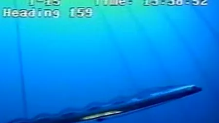 Cum arată cel mai lung pește descoperit de cercetătorii americani VIDEO