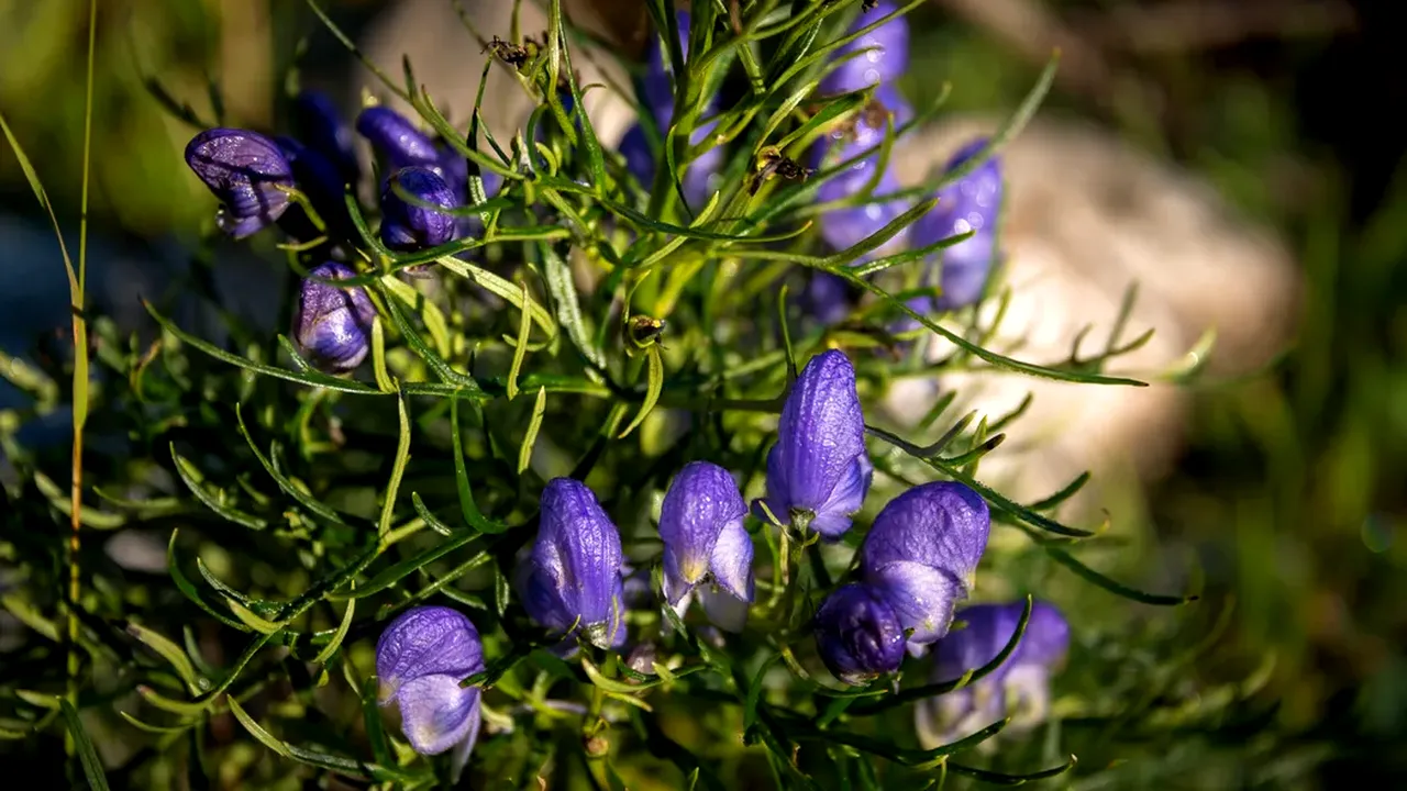 Planta ucigătoare care seamănă extrem de bine cu pătrunjelul, unde o găsim