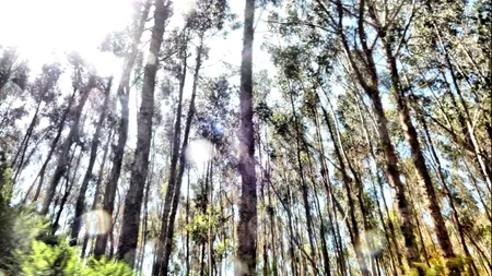 Descoperire importantă în Anzi: ''Este caracteristic acestei regiuni''