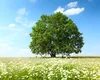 După frig și ploi, vine un aer tropical peste România. Temperaturi de peste 30 de grade în luna iunie