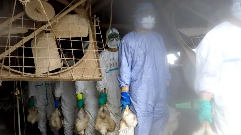Peste 100.000 de păsări au fost sacrificate în Japonia, după o alertă de gripă aviară