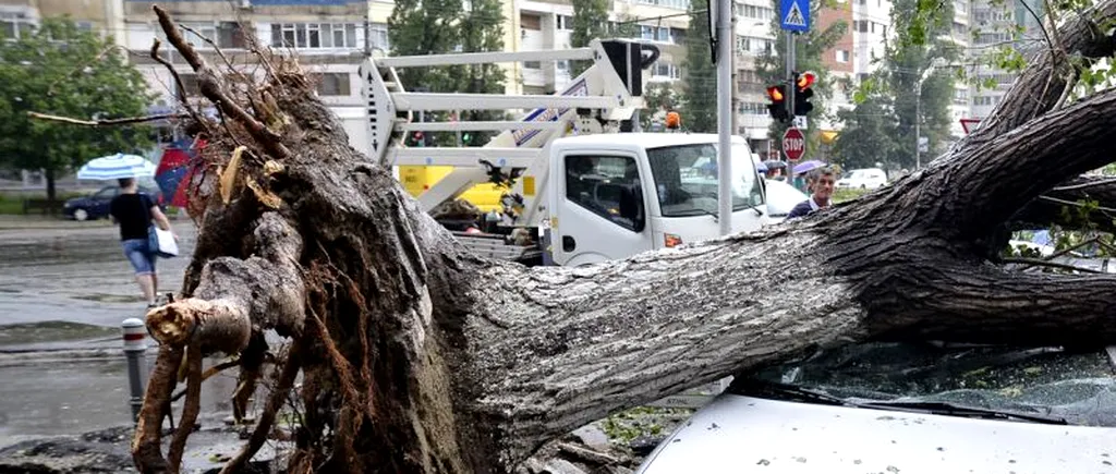 Un copac a căzut peste opt mașini pe Șoseaua Ștefan cel Mare din Capitală. Propietarii mașinilor fac plângere penală