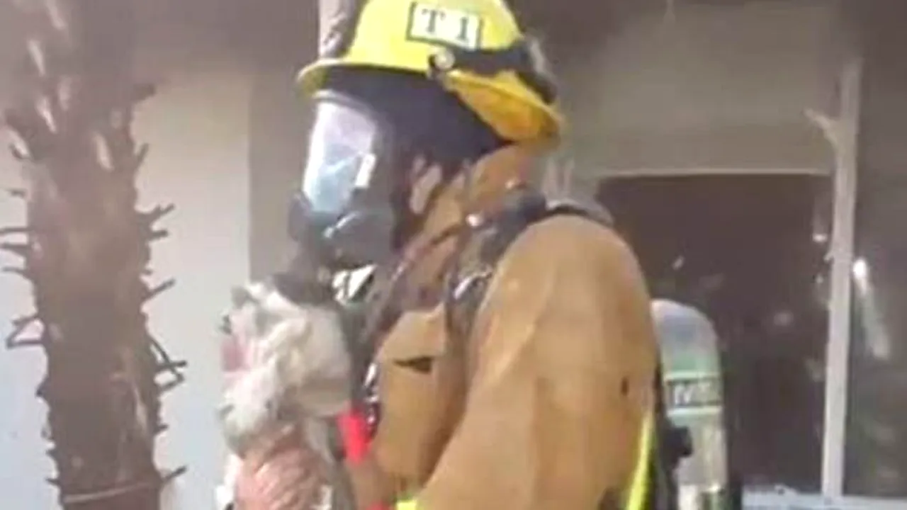 Un cățel a fost scos dintr-o casă care ardea în flăcări. Cine i-a acordat primul ajutor