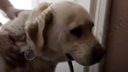 Povestea emoționantă a labradorului care încă își așteaptă stăpânul ucis într-un cumplit accident! „Îi tot curg lacrimi și tot îl caută”- VIDEO