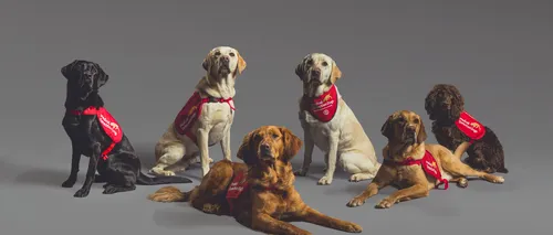 Câini special antrenați să detecteze persoanele infectate cu Covid. Au o precizie de aproape 100% (VIDEO)