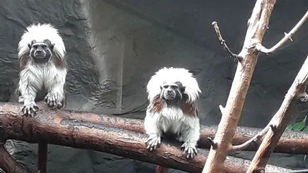 Imagini cu puiul de TAMARIN care s-a născut la Zoo Oradea. Specie pe cale de DISPARIȚIE
