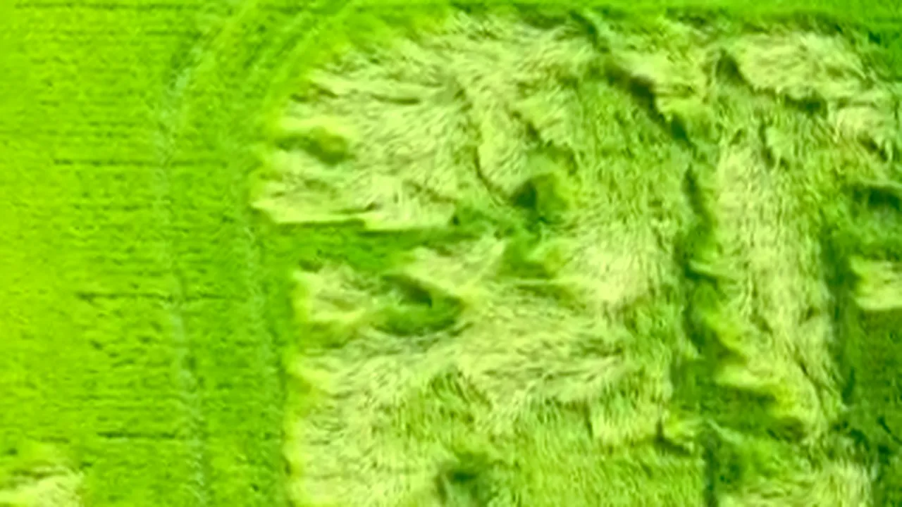 Rafalele puternice de vânt au făcut ravagii în județul Buzău: Imagini cu lanurile din Bărăgan, grav afectate - VIDEO 