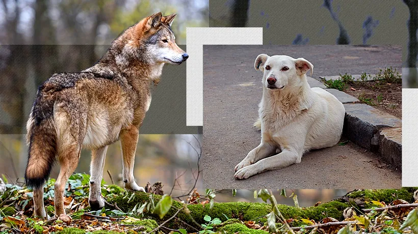 Lupii și maidanezii se împerechează în Carpați. Ce pericol pentru ecosistem poate reprezenta un hibrid
