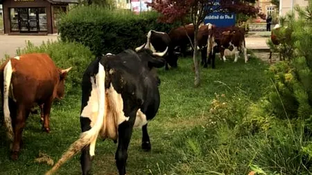 Vaci lăsate libere pe străzi deranjează orașul Vatra Dornei. Proprietarii au primit 170 de amenzi