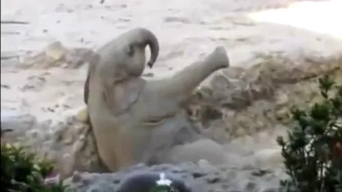 Unul dintre cele mai haioase clipuri cu animale din 2014: Un pui de elefant cade, într-o grădină zoologică elvețiană. Ce s-a întâmplat pe urmă