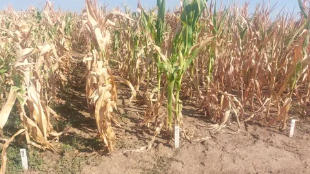 Stațiune de cercetare din județul Dolj, cu terenuri CALAMITATE sută la sută. Și câmpul experimental a fost distrus de secetă