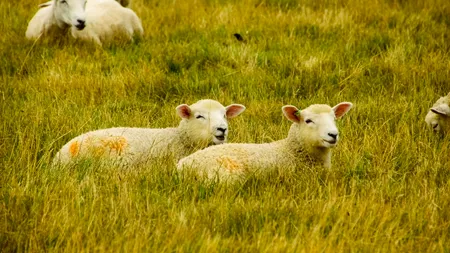 Academia pentru Ciobani există și se află foarte aproape de ROMÂNIA. Ce cursuri se fac în cele patru sezoane de pregătire