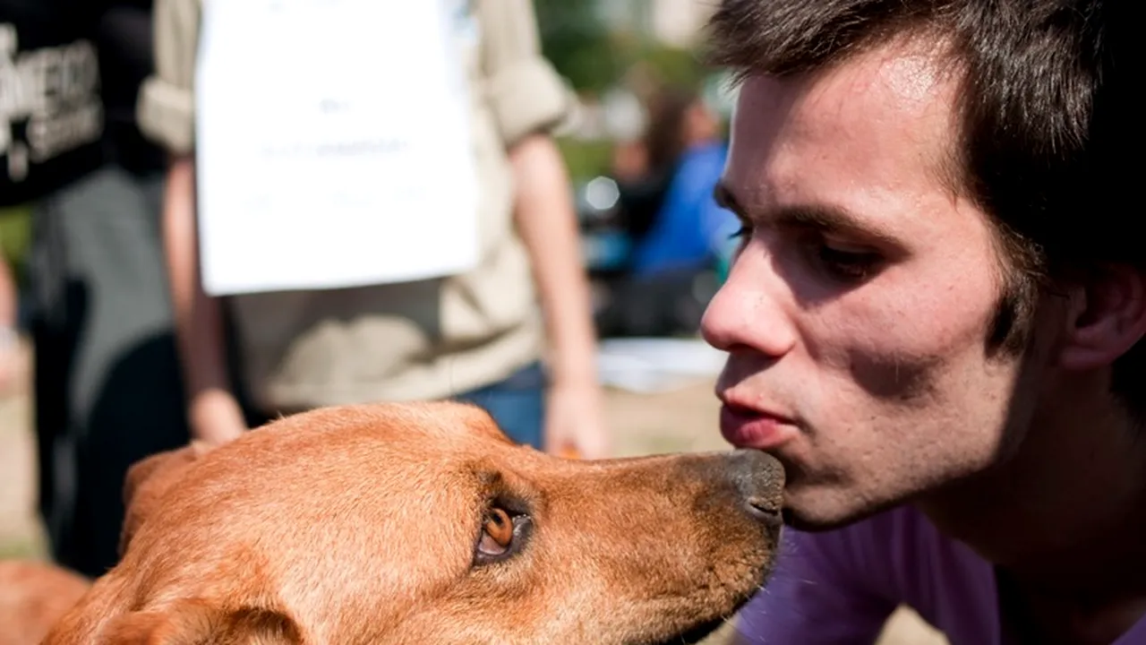ASPA: Aproape 70 de câini au fost adoptați luni și miercuri din adăposturile municipalității