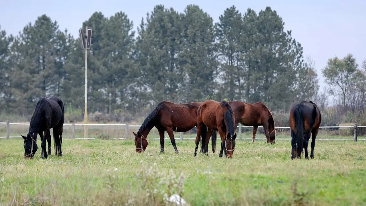 Puya arată filmarea care îngrozește România. 40 de cai legați, ținuți în ger și mizerie pe malul unui lac! Unde s-a întâmplat (VIDEO)