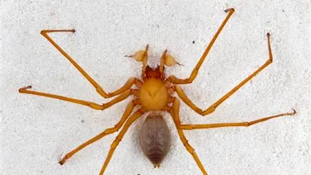 O nouă familie de păianjeni a fost descoperită în SUA