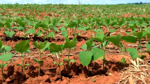 “Super-Plantele”. Efectele schimbărilor climatice în agricultură, combătute prin cercetare