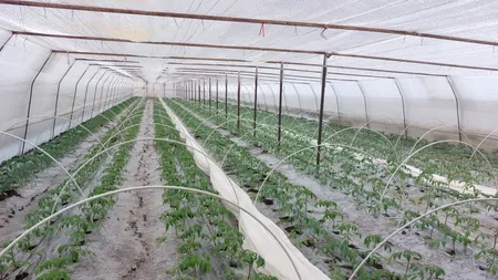 VIDEO | Roșii mai scumpe în aprilie, la tarabe. Cheltuielile duble cu încălzirea solariilor se vor reflecta în prețul tomatelor
