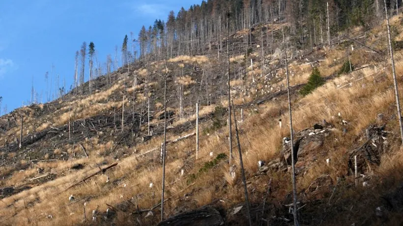 Dosarul retrocedărilor ilegale de păduri va fi reluat de la zero la Curtea de Apel Brașov