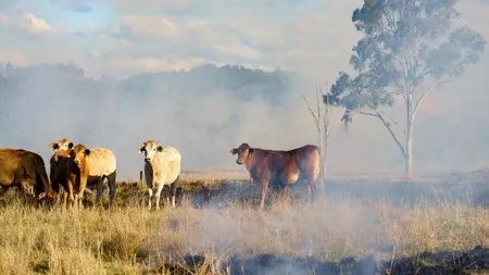 Incendiile de vegetație din Australia lovesc puternic în industria laptelui. „Impactul va fi devastator