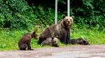 Sterilizarea ursoaicelor, noua măsură propusă de un primar din România. Care este motivul