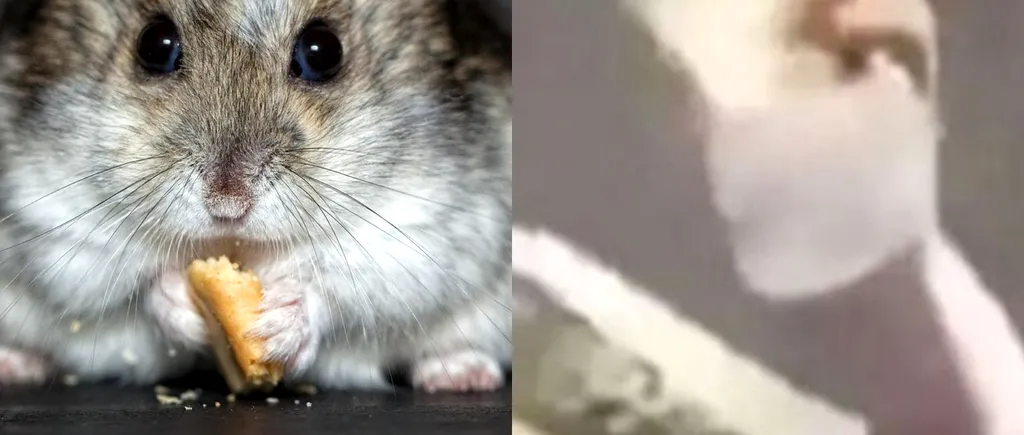 Pedeapsa primită de femeia care a fost filmată în timp ce și-a tăiat hamsterul de companie și apoi l-a mâncat