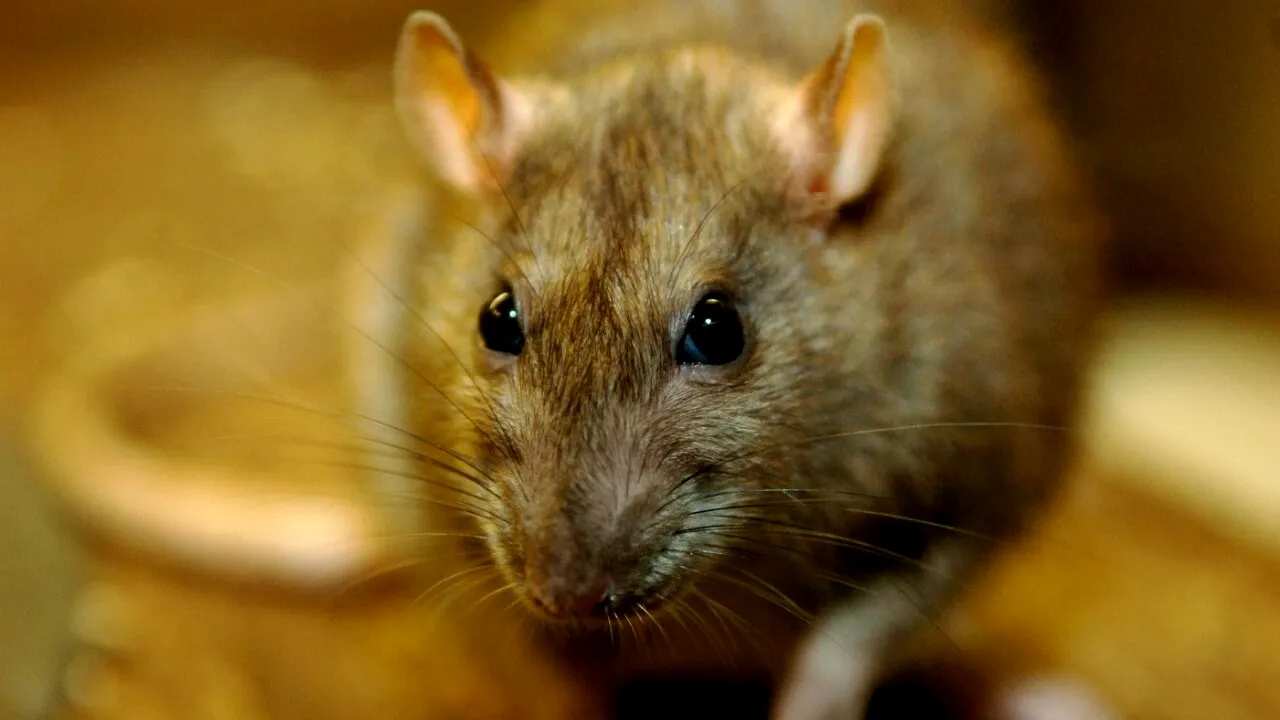 ȘOBOLANI uriași de jumătate de metru invadează marile orașe. Localnicii se tem să mai iasă noaptea pe străzi. Turiștii sunt îngroziți