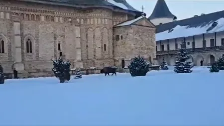 VIDEO | Apariție neașteptată în curtea Mănăstirii Neamț. Stareț: „E un pelerin neobişnuit”