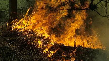 INCENDIU uriaș la marginea Capitalei! Zeci de hectare de vegetație ard necontrolat!