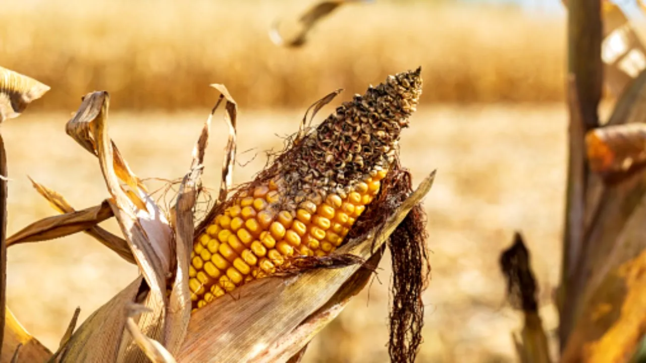 Petre Daea: „România are cea mai mică producție de porumb din ultimii 15 ani”