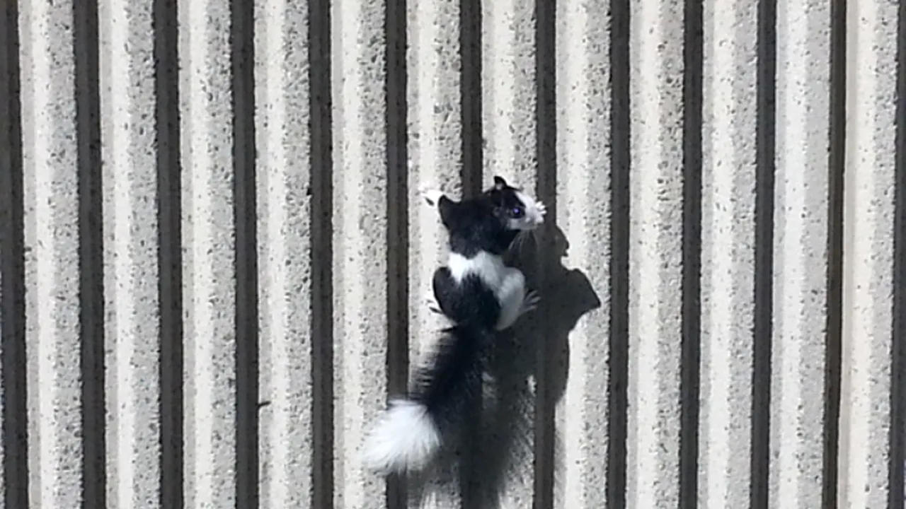 Veveriță sau sconcs? Apariția misterioasă a unei rozătoare cu ochii albaștri surprinsă în curtea unui american