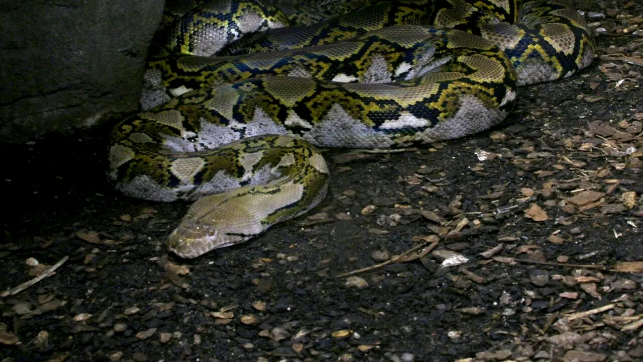 Descoperire macabră. O femeie care a plecat să cumpere medicamente pentru fiul ei bolnav, ucisă și înghițită de un ȘARPE uriaș. Cum a găsit-o soțul ei