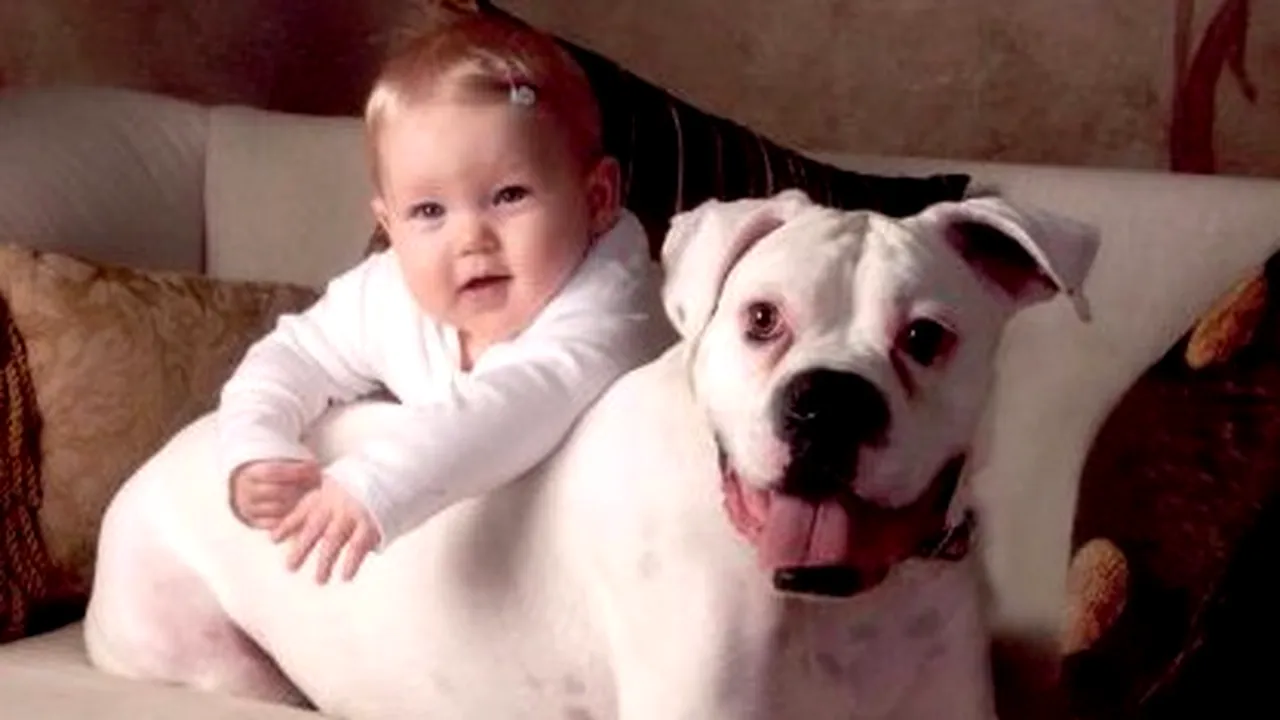 De ce bebelușii ar trebui să fie lăsați să stea în preajma câinilor