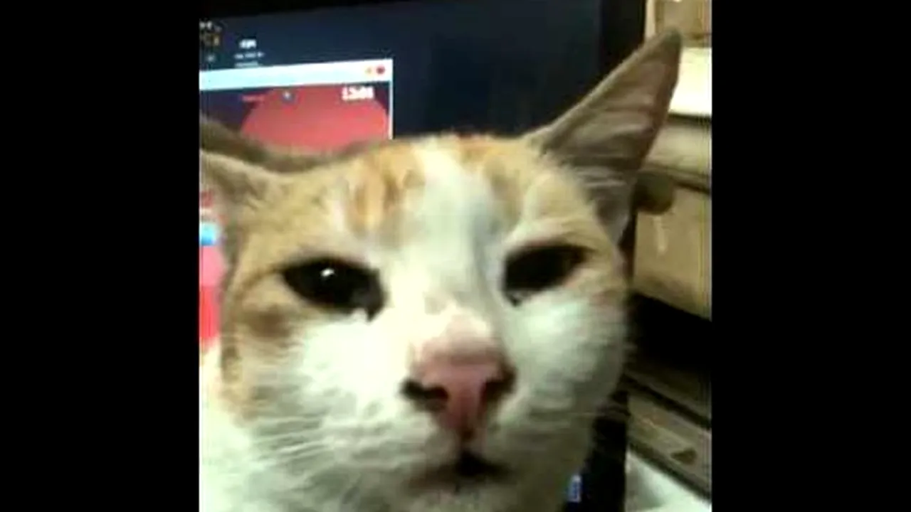 Clienții Dell se plâng că un nou model de laptop miroase a urină de pisică