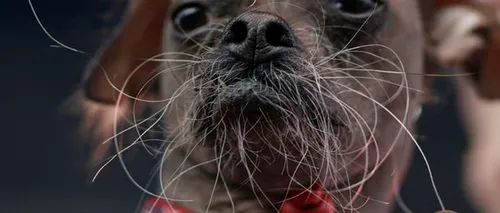 Mugly, un exemplar chinezesc cu moț, desemnat cel mai urât câine din lume