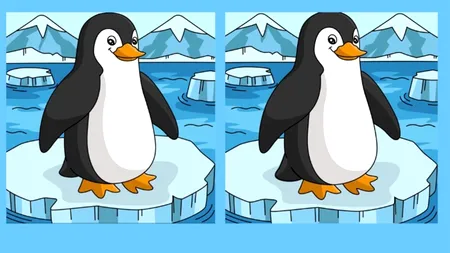 Test de perspicacitate | Acești doi pinguini par identici, dar nu sunt. Găsiți toate cele 3 diferențe
