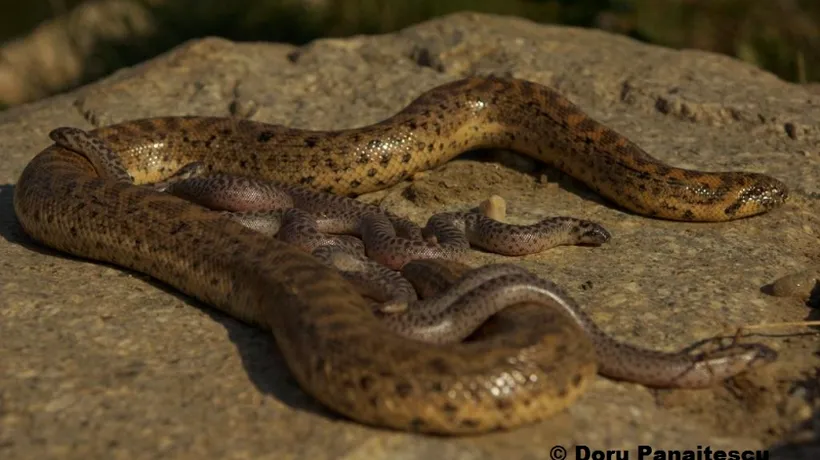 O specie de șerpi considerată dispărută de 80 de ani, REDESCOPERITĂ în România