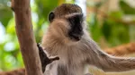 Maimuțele își fac „prieteni” din alte specii: Studiul care dezvăluie cât de răspândite sunt relațiile dintre primate și alte animale
