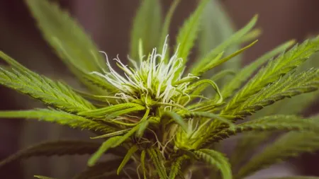 Cânepa, în atenția DIICOT: Orice produs care conţine THC, indiferent de concentraţie, se încadrează noţiunii de drog. 23 de percheziții au fost efectuate marți