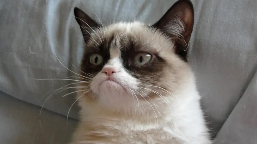 Grumpy Cat, care a făcut senzație pe internet, va juca într-un film produs la Hollywood