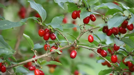 Fructul bogat în antioxidanți care stimulează organismul. Are proprietăți antiinflamatoare și antiseptice