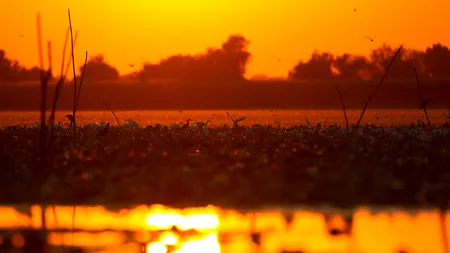 Delta Dunării, filmată de Google din CĂRUȚĂ și de pe BĂRCILE pescarilor

