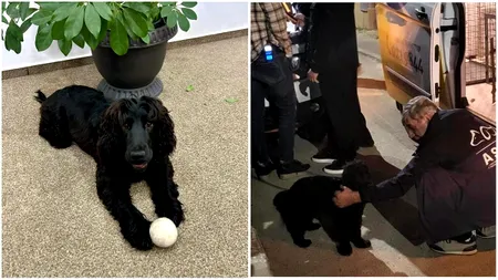 O cățelușă BĂTUTĂ într-un restaurant din sectorul 3 chiar de stăpânul său, care e patronul localului, a ajuns înapoi la bărbatul violent