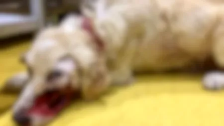 Un câine a fost împușcat în gură de persoane necunoscute / „Aceștia sunt viitorii criminali din România