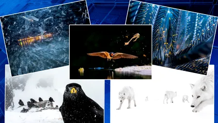 Corali, ciuperci și alte adevărate „minuni ale lumii“: cine este câștigătorul concursului de fotografie în prim-plan din 2026. Imagini uluitoare