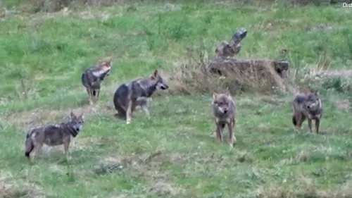 Peste 120 de oi și miei au fost uciși de o haită de lupi, la o stână din județul Alba. Câte ovine au supraviețuit atacului