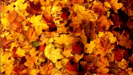 GALERIE FOTO. Omul și natura, o operă inedită