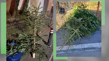 Cum poți scăpa de bradul de Crăciun din casă dacă ești din București, indiferent de sectorul în care locuiești