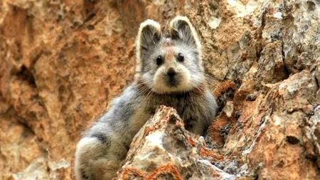 Sunt atât de puțini, încât e aproape imposibil să îi găsești. Prima fotografie cu acest mamifer simpatic, după 20 de ani de căutări