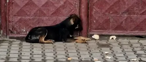 Amendă de 15.000 de lei pentru că și-a abandonat câinele în frig ore întregi